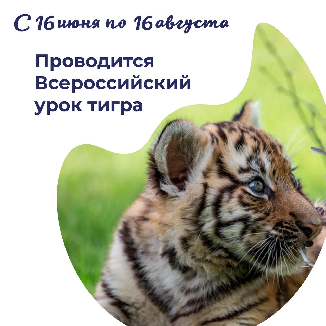 Всероссийский урок тигра..